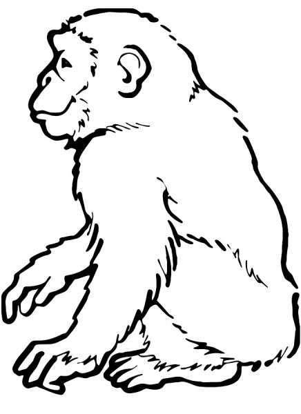 Обезьяна контур