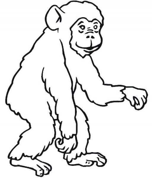 Обезьяна черно белая