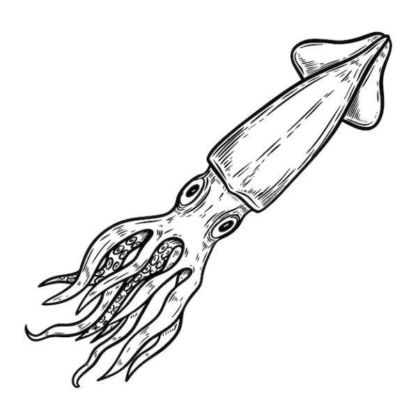 Кальмар очертания