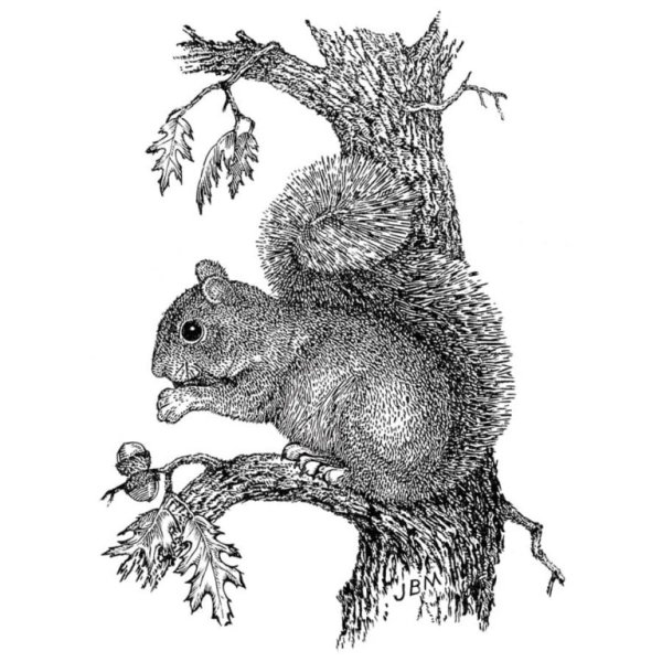 Белка гравюра
