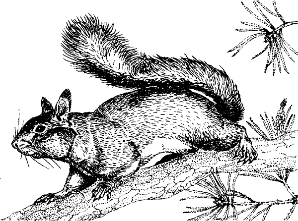 Белка рисунок