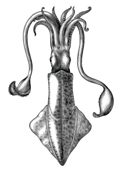 Кальмар гравюра
