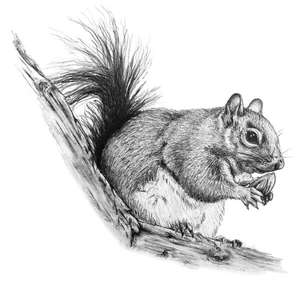 Белка карандашом
