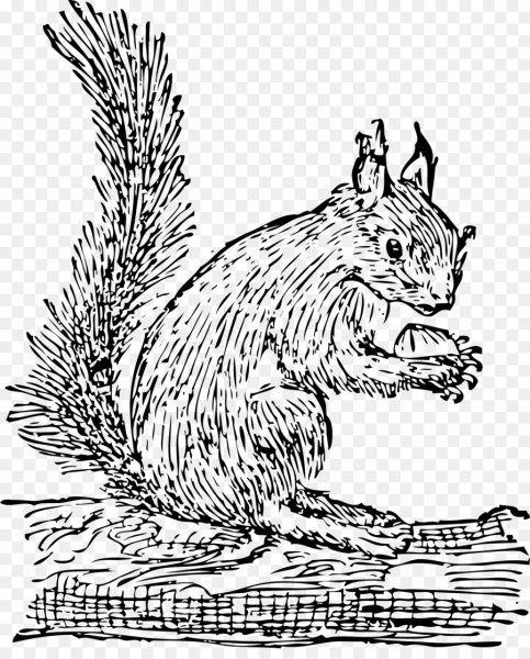 Белка Графика