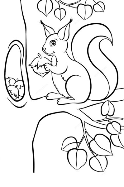 Раскраска Белочка