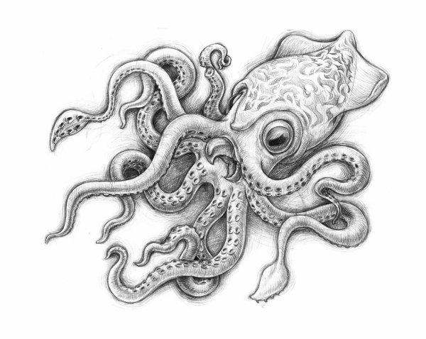 Осьминог рисунок карандашом