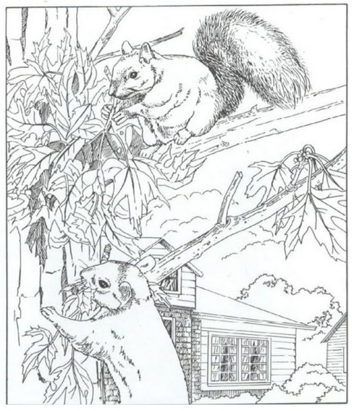 Белка раскраска