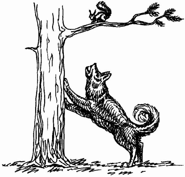 Раскраска Белочка