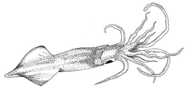 Головоногие моллюски