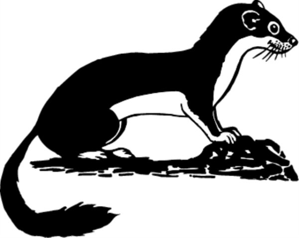 Мангуст Рикки Тикки Тави раскраска