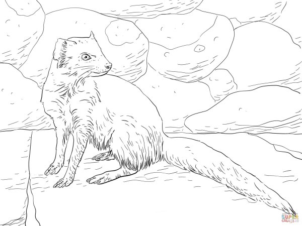 Житков мангуста раскраска
