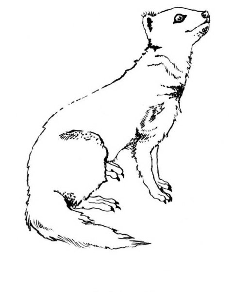 Мангуст Рикки Тикки Тави