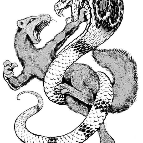 Мангуст на аву