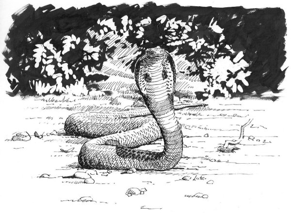 Мангуст Рикки Тикки Тави раскраска