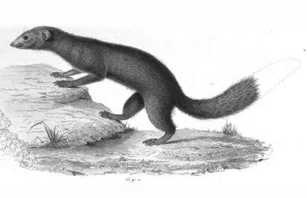 Рисунок мангуста
