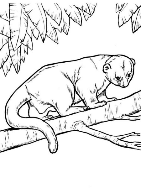 Кинкажу раскраска