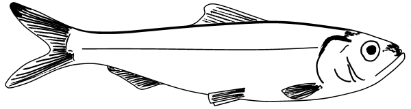 Сельдь контур