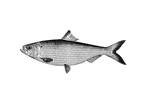 Рыба селедка