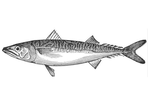 Селедка карандашом