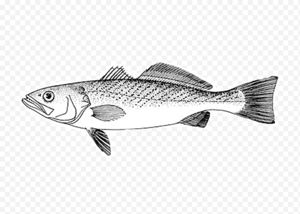 Селедка карандашом