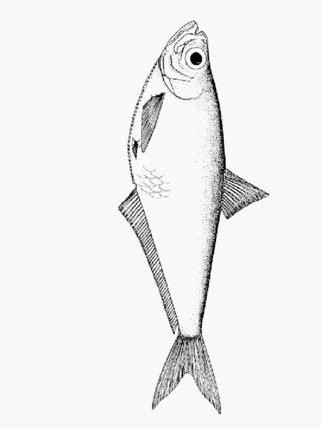 Селедка раскраска для детей