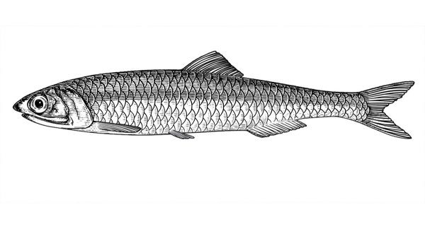 Clupeonella engrauliformis