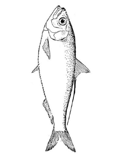 Сельдь раскраска для детей