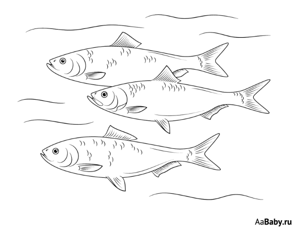 Селедка раскраска