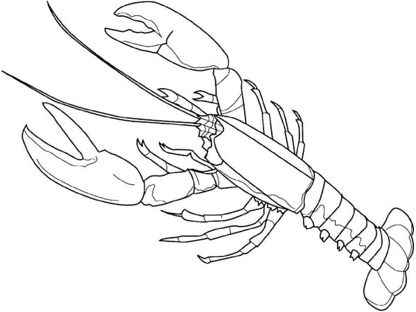 Омар раскраска
