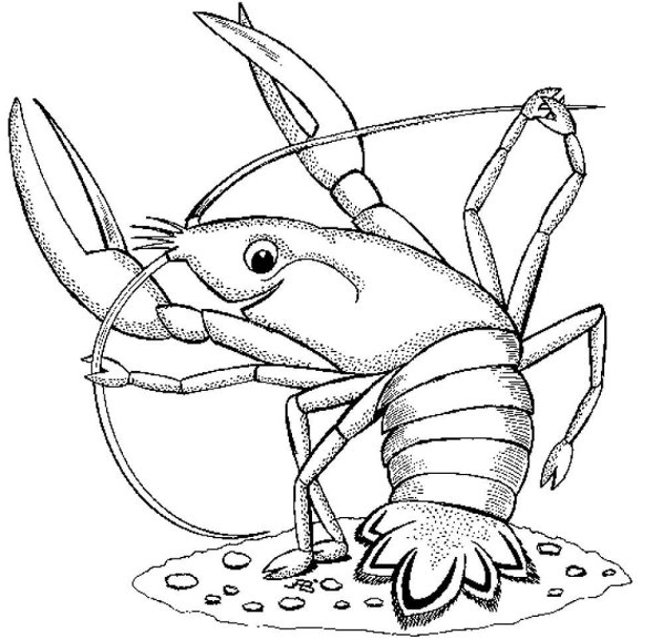 Рачок раскраска для малышей