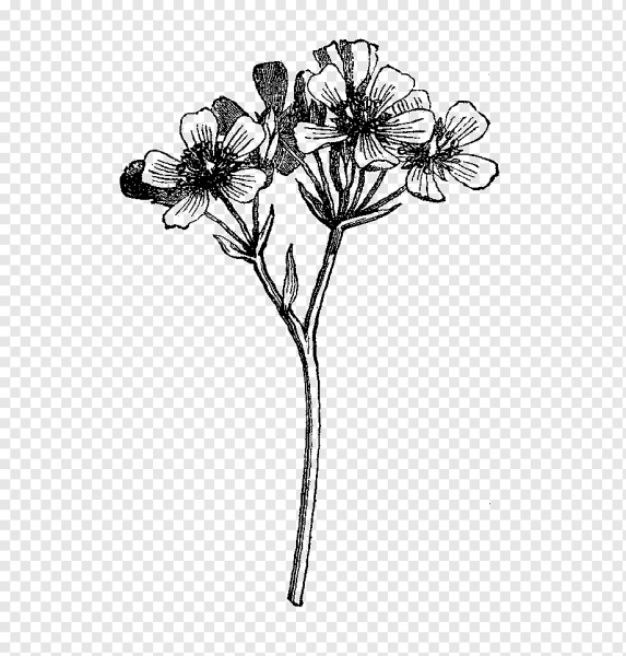 Растения черно белые