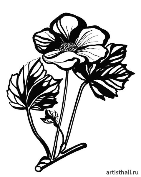 Черно-белый цветок