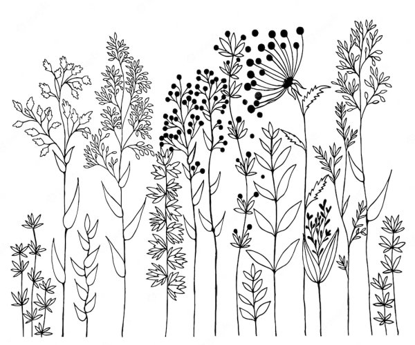 Полевые цветы Графика