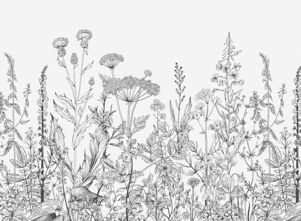 Луговые травы Графика