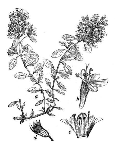 Valeriana officinalis рисунок