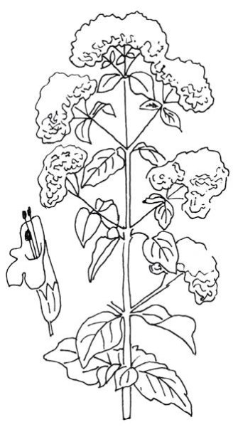 Орегано Графика