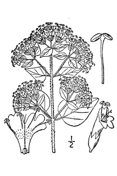 Душица обыкновенная (Origanum vulgare)