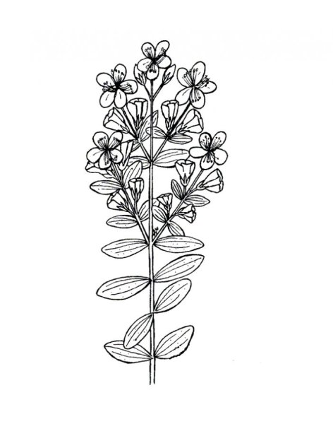 Душица обыкновенная (Origanum vulgare)