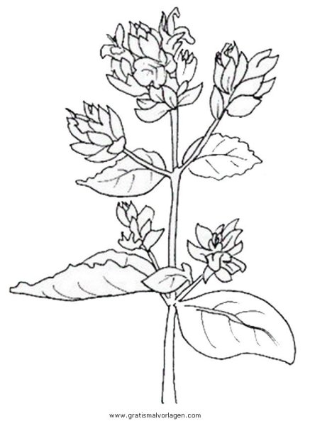 Зверобой лекарственная трава раскрашенный