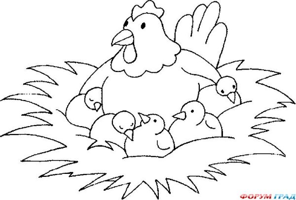 Курица с цыплятами раскраска для детей