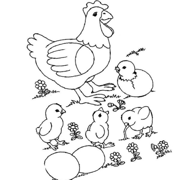 Раскраска курица с цыплятами