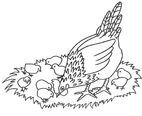 Раскраска курица для детей наседка