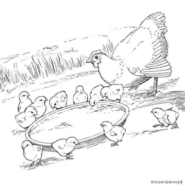Курица с цыплятами раскраска для детей