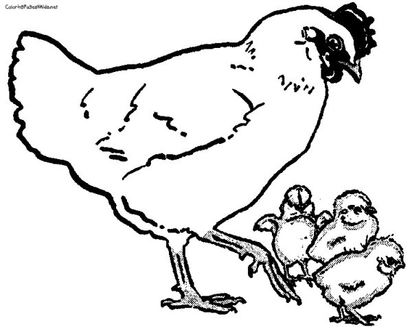 Курочка с цыплятами раскраска