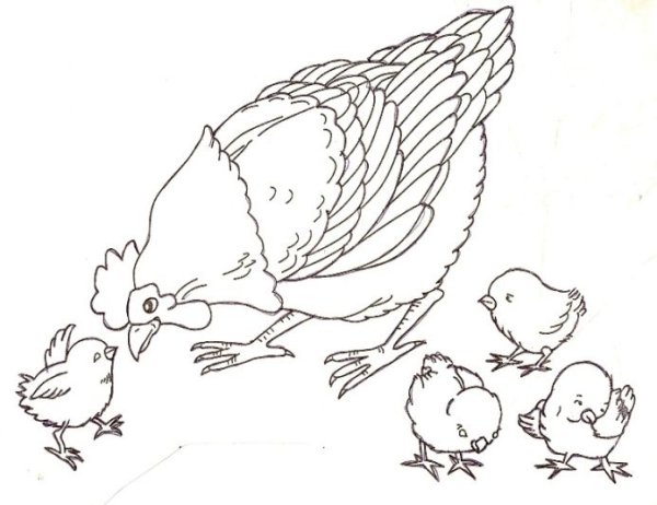Курочка с цыплятами раскраска для малышей