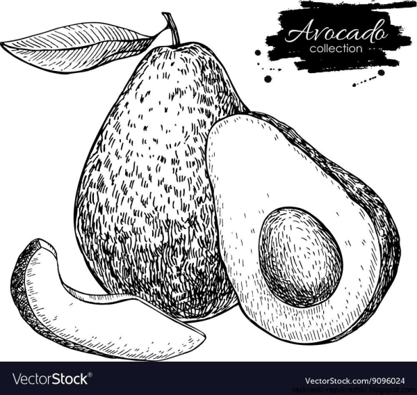 Разукрашка авокадо