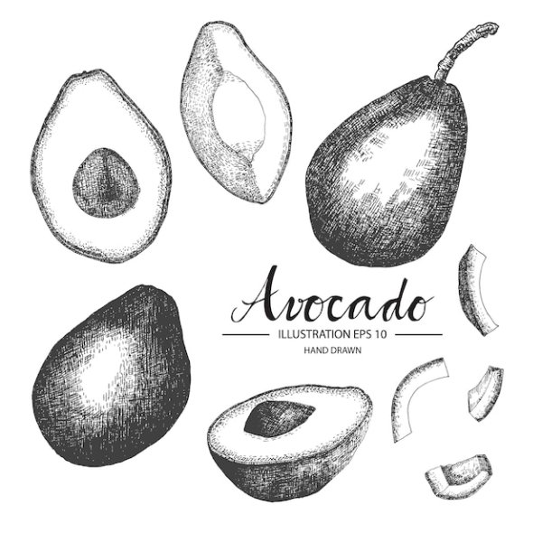 Коллекция авокадо