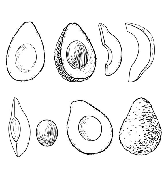 Раскраска авокадо