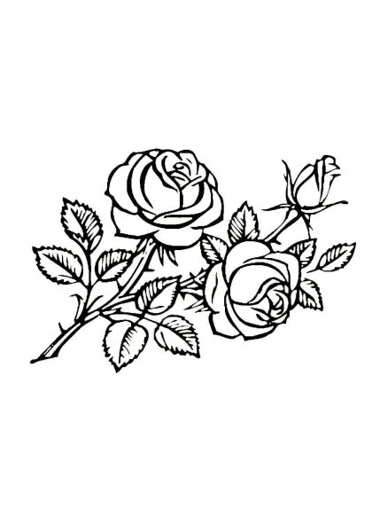 Роза для выжигания