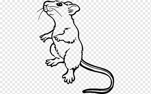 Мышка контур